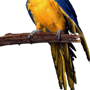 Parrot PNG images, free download