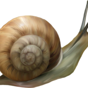 Snail PNG