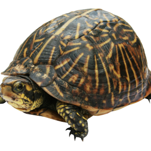 Turtle PNG