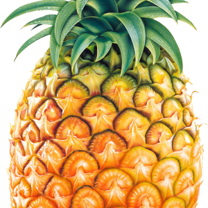 Pineapple fruit PNG image
