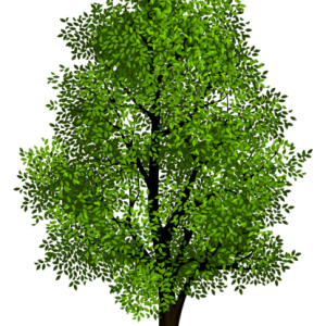 tree PNG