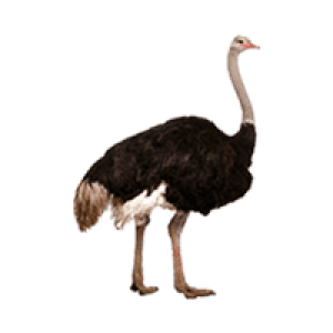 Ostrich PNG