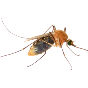 Mosquito PNG