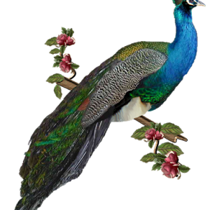 Peacock PNG