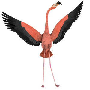 Flamingo PNG
