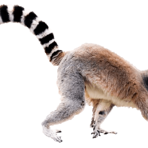 Lemur PNG