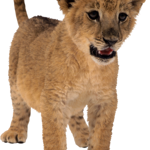 small lion PNG image