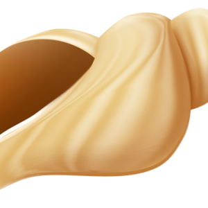 Seashell PNG