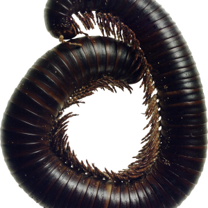 big Centipede PNG