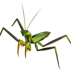 Mantis PNG