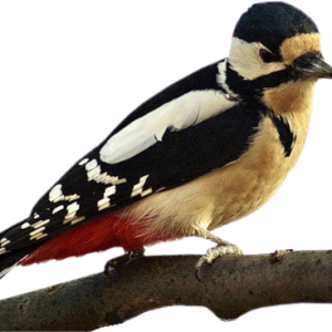 Woodpecker PNG