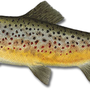 fish PNG image