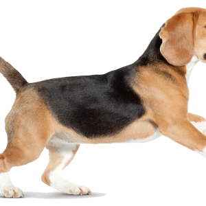 Dog PNG