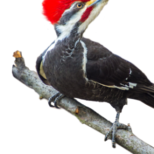 Woodpecker PNG