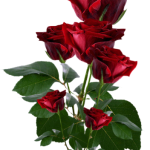 Rose PNG