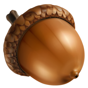 Acorn PNG image