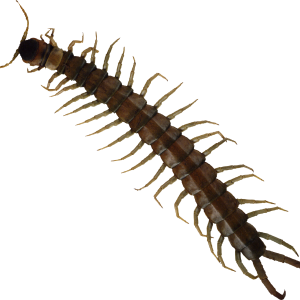 Centipede insect PNG