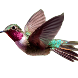 Hummingbird PNG