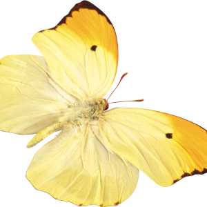Yellow butterfly PNG