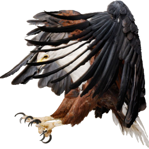 Eagle PNG image, free download