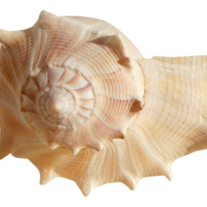 Conch PNG