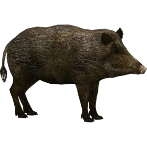 Boar PNG