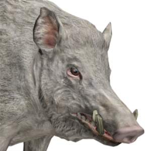 Boar PNG