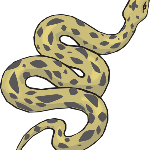 Anaconda PNG