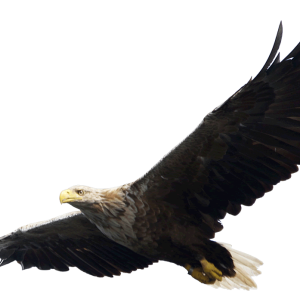 Eagle PNG image, free download