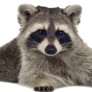 Raccoon PNG