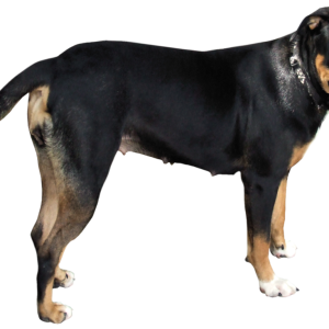 Dog PNG