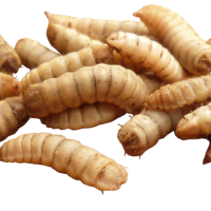 Maggots PNG