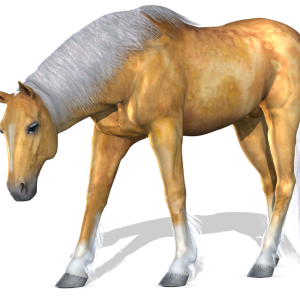 Horse png image