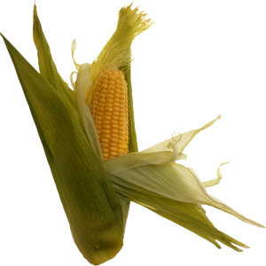 Corn PNG