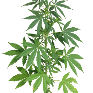 Cannabis PNG