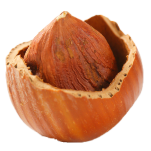 hazelnut PNG