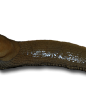 Slug PNG