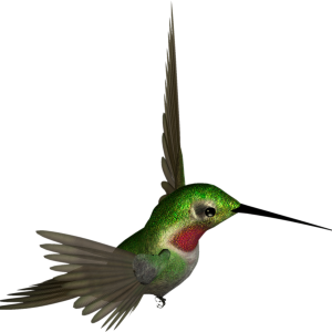 Hummingbird PNG