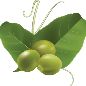Pea PNG
