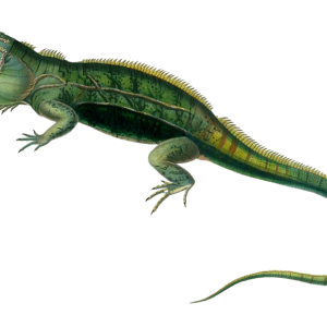 Iguana PNG
