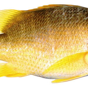 Fish PNG