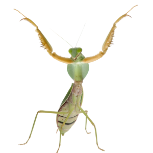 Mantis PNG