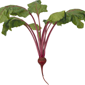 Beet PNG