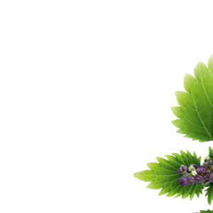 Nettle PNG