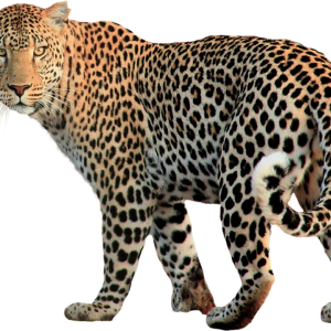 Leopard PNG