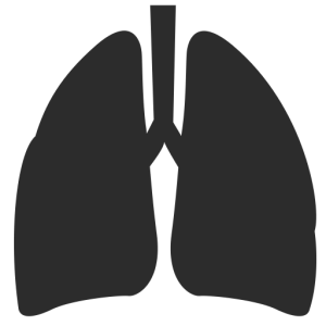 Lungs PNG