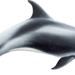 Dolphin PNG