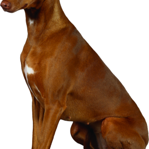 Dog PNG