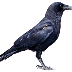 Black crow PNG image