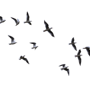 Gull PNG